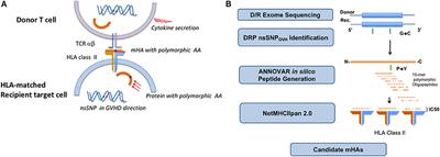Determining the Quantitative Principles of T Cell Response to Antigenic Disparity in Stem Cell Transplantation